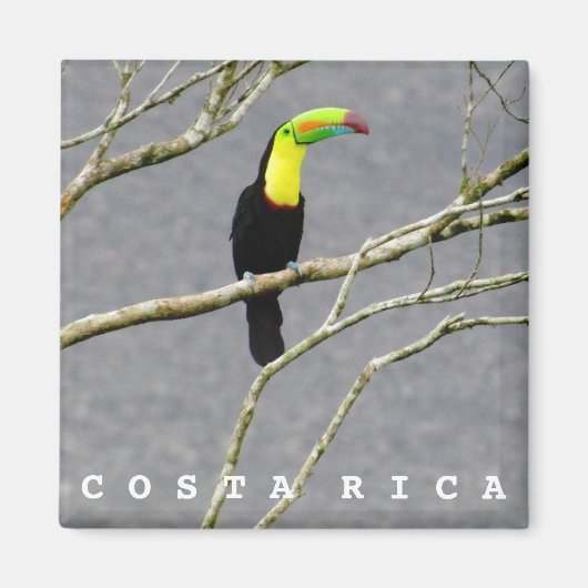 Costa Rica Toucan Souvenir Magnet (Vorne)