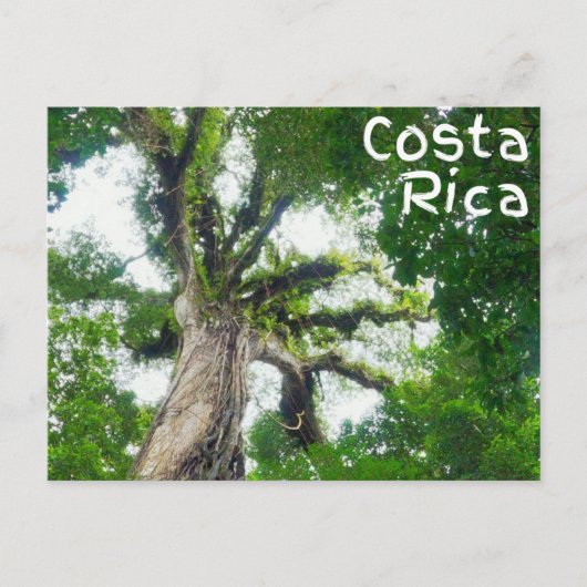Costa Rica Tree Fotografie Postcard Postkarte (Vorderseite)