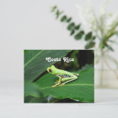 Costa Rica Tree Frog Postkarte (Stehend Vorderseite)
