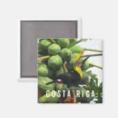 Costa Rica Tropical Toucan Souvenir Magnet (Vorderseite/Rückseite)
