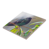 Costa Rica-Vogel - Hummingbird mit Meerschweinchen Fliese (Seite)