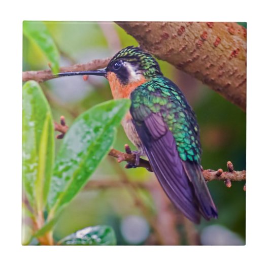Costa Rica-Vogel - Hummingbird mit Meerschweinchen Fliese (Vorderseite)