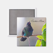 Costa Rica-Vogel - Hummingbird mit Meerschweinchen Magnet (Vorderseite/Rückseite)