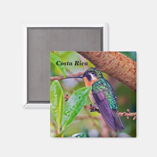 Costa Rica-Vogel - Hummingbird mit Meerschweinchen Magnet (Vorderseite/Rückseite)