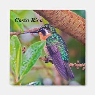 Costa Rica-Vogel - Hummingbird mit Meerschweinchen Magnet