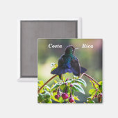 Costa Rica-Vogel - Hummingbird mit Meerschweinchen Magnet (Vorderseite/Rückseite)