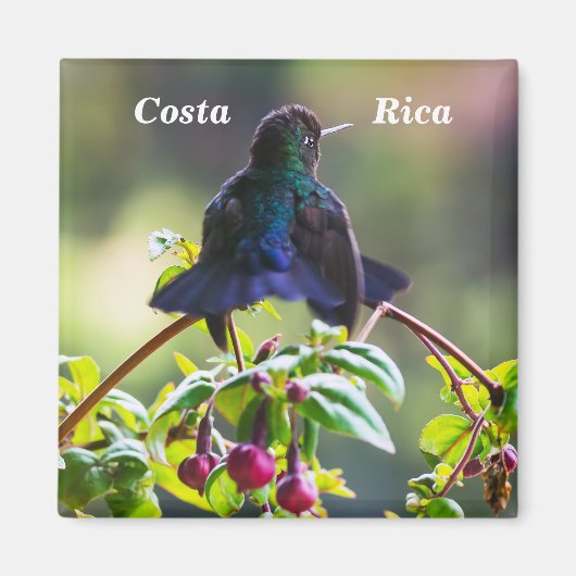 Costa Rica-Vogel - Hummingbird mit Meerschweinchen Magnet (Vorne)