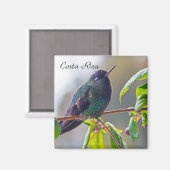 Costa Rica-Vogel - Hummingbird mit Meerschweinchen Magnet (Vorderseite/Rückseite)