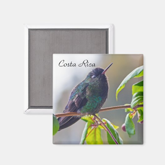 Costa Rica-Vogel - Hummingbird mit Meerschweinchen Magnet (Vorderseite/Rückseite)