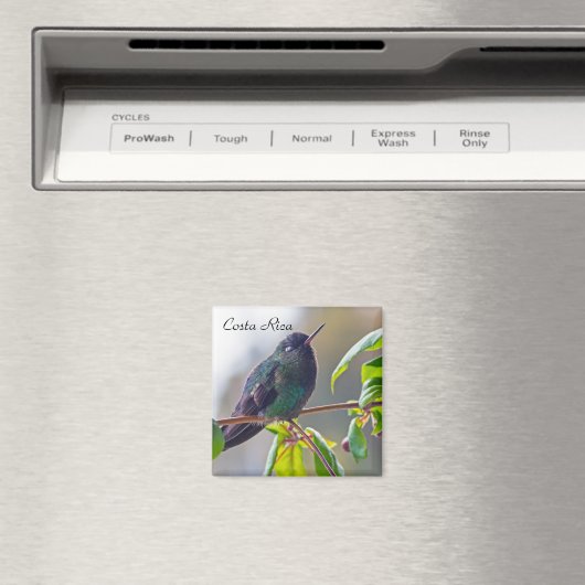 Costa Rica-Vogel - Hummingbird mit Meerschweinchen Magnet (In Situ (Geschirrspüler))