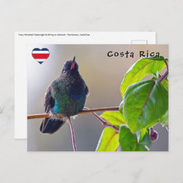 Costa Rica-Vogel - Hummingbird mit Meerschweinchen Postkarte