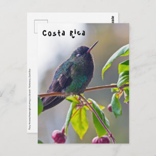 Costa Rica-Vogel - Hummingbird mit Meerschweinchen Postkarte