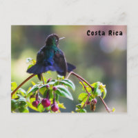 Costa Rica-Vogel - Hummingbird mit Meerschweinchen