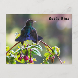 Costa Rica-Vogel - Hummingbird mit Meerschweinchen Postkarte