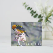 Costa Rica Vogelbeobachtung Postcard Postkarte (Stehend Vorderseite)