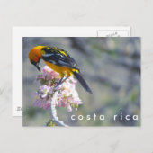 Costa Rica Vogelbeobachtung Postcard Postkarte (Vorne/Hinten)