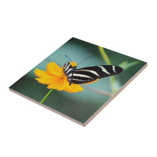 Costa Rica - Zebra Longwing Butterfly Fliese (Seite)