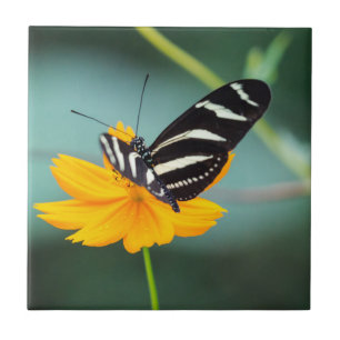 Costa Rica - Zebrafalter Fliese