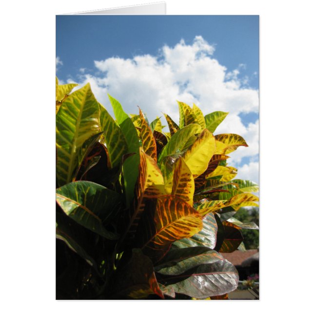 Costa Rican Flora (Vorne)