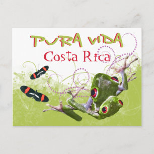 Costa Rican Pura Vida Tree Frog Postcard Postkarte