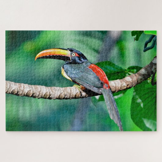 Costa Rican Toucan Jigsaw Puzzle (Horizontal)