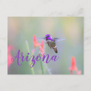 Costa's Hummingbird auf Anflug, Arizona Postkarte