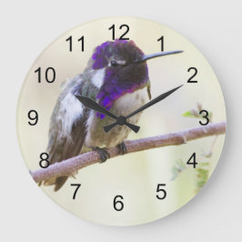 Costa's Hummingbird auf einem Ast Große Wanduhr