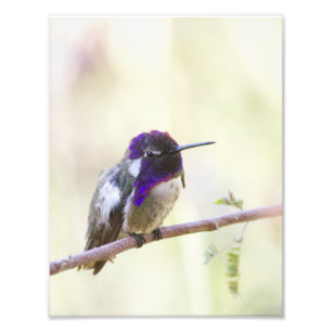 Costa's Hummingbird auf einem Zweig Fotodruck