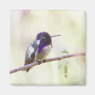 Costa's Hummingbird auf einem Zweig Magnet