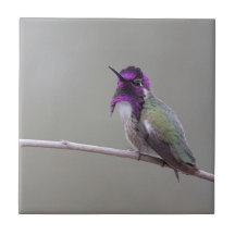 Costa's Hummingbird