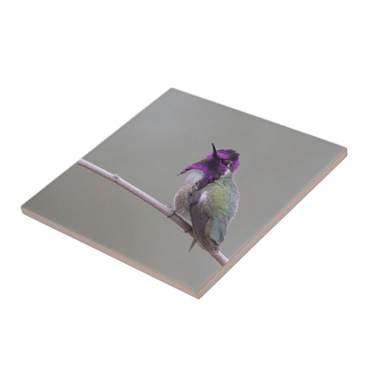 Costa's Hummingbird Fliese (Seite)