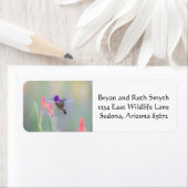 Costa's Hummingbird im Ansatz (Insitu)