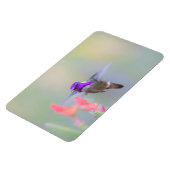 Costa's Hummingbird im Ansatz Magnet (Linke Seite)