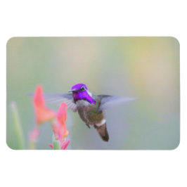 Costa's Hummingbird im Ansatz Magnet