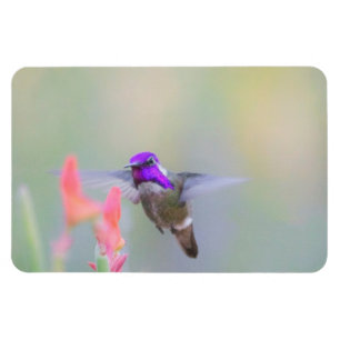 Costa's Hummingbird im Ansatz Magnet