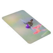 Costa's Hummingbird im Ansatz Magnet (Rechte Seite)
