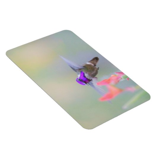 Costa's Hummingbird im Ansatz Magnet (Rechte Seite)