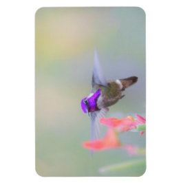 Costa's Hummingbird im Ansatz Magnet