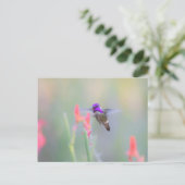 Costa's Hummingbird im Ansatz Postkarte (Stehend Vorderseite)