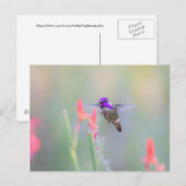 Costa's Hummingbird im Ansatz Postkarte (Vorne/Hinten)