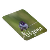 Costa's Hummingbird im August, Arizona Magnet (Rechte Seite)