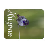 Costa's Hummingbird im August, Arizona Magnet (Horizontal)