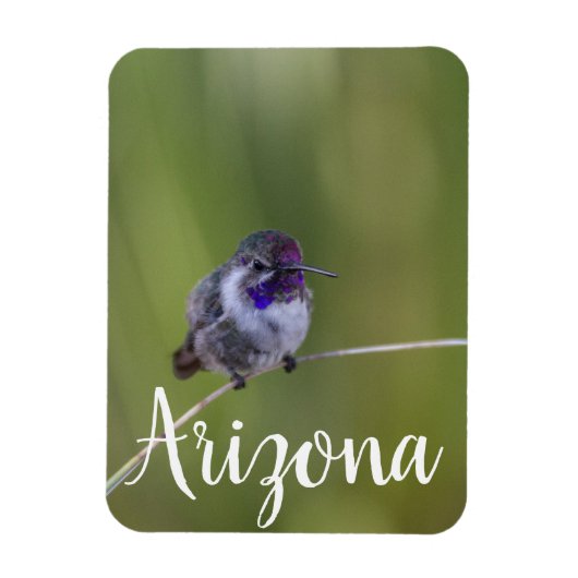 Costa's Hummingbird im August, Arizona Magnet (Vertikal)