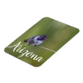 Costa's Hummingbird im August, Arizona Magnet (Linke Seite)