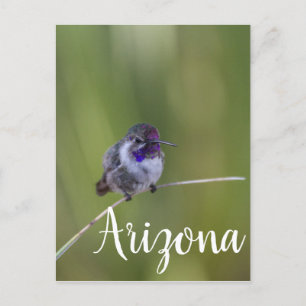 Costa's Hummingbird im August, Arizona Postkarte