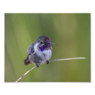 Costa's Hummingbird im August Fotodruck