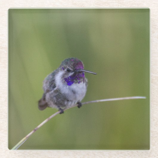 Costa's Hummingbird im August Glasuntersetzer (Vorderseite)
