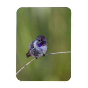 Costa's Hummingbird im August Magnet