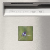 Costa's Hummingbird im August Magnet (In Situ (Geschirrspüler))
