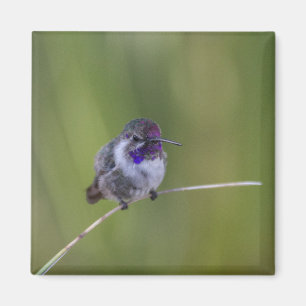 Costa's Hummingbird im August Magnet